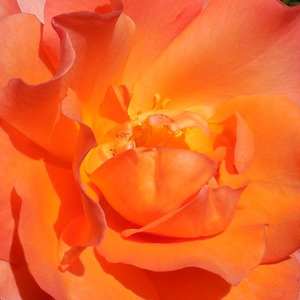 Narudžba ruža - floribunda ruže - narančasta - Rosa  Courtoisie - srednjeg intenziteta miris ruže - Georges Delbard - Brzo se  otvaraju cvijetovi, prikazujući živopisne boje velikih cvjetova.